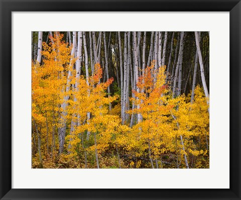 Framed Autumn Aspen Grove In The Grand Mesa National Forest Print