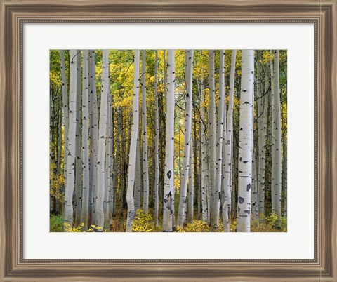 Framed Aspen Displays Fall Color In The West Elk Mountains Print