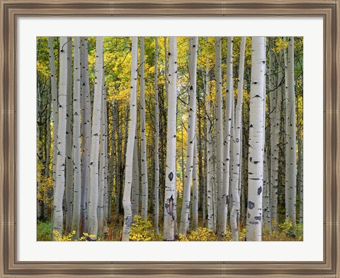 Framed Aspen Displays Fall Color In The West Elk Mountains Print