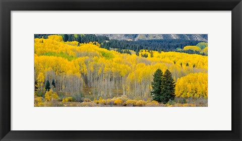 Framed Autumn Grove Panorama At The Base Of The Ruby Range Print