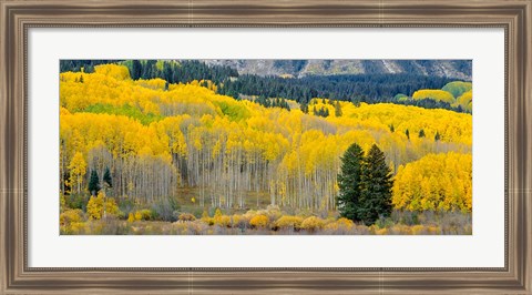 Framed Autumn Grove Panorama At The Base Of The Ruby Range Print