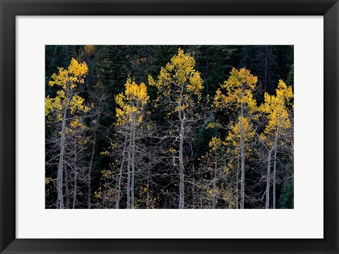 Framed Autumn Yellow Aspen In The Uncompahgre National Forest Print