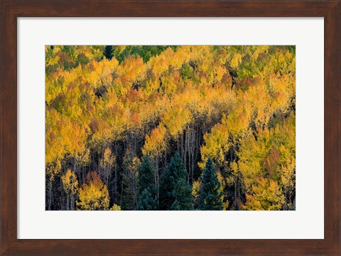 Framed Golden Aspen Of The Uncompahgre National Forest Print