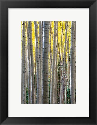 Framed Gathering Of Yellow Aspen In The Uncompahgre National Forest Print