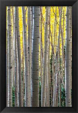 Framed Gathering Of Yellow Aspen In The Uncompahgre National Forest Print