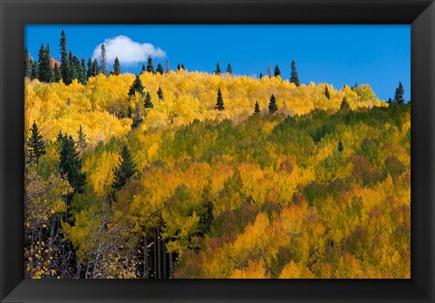 Framed Golden Landscape If The Uncompahgre National Forest Print