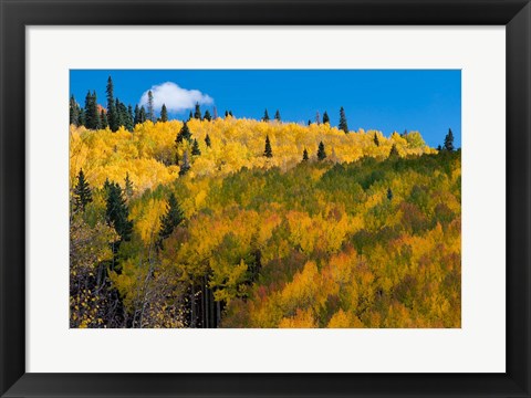 Framed Golden Landscape If The Uncompahgre National Forest Print