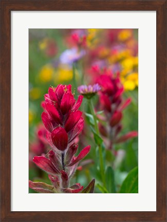 Framed Alpine Wildflowers With Paintbrush Print