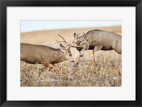 Framed Mule Deer Bucks Fighting Print