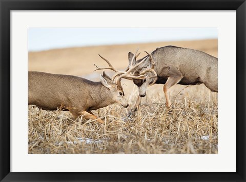 Framed Mule Deer Bucks Fighting Print