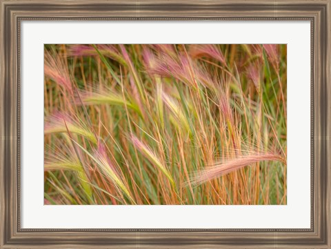 Framed Fox-Tail Barley, Routt National Forest, Colorado Print