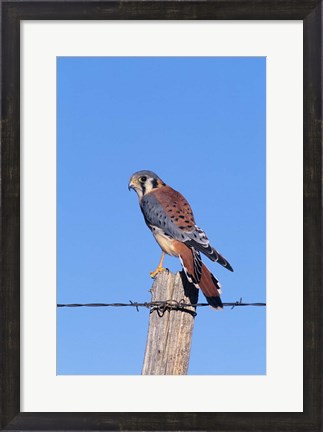 Framed American Kestrel Print