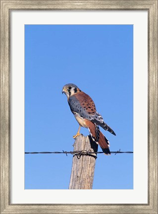 Framed American Kestrel Print