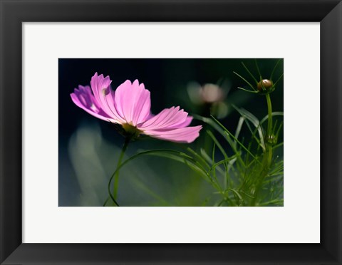 Framed Close-Up Of Cosmos Flower And Bud Print