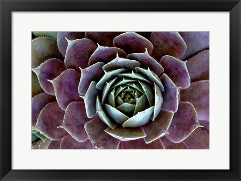 Framed Close-Up Of Hen And Chick Plant Print