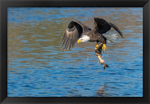 Framed Eagle Catching A Fish,  St John River Print