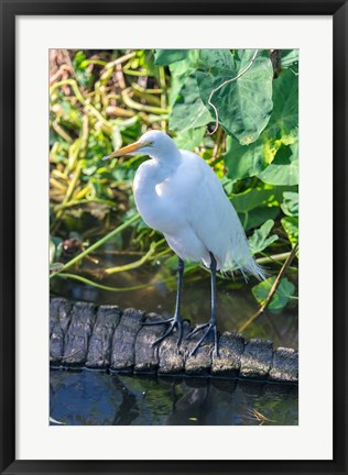 Framed Egret On An Alligator&#39;a Tail Print