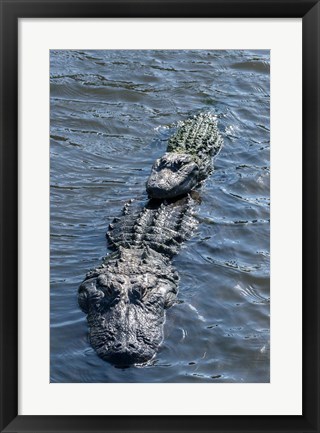 Framed Stacking Alligators Print