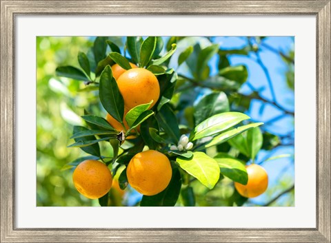 Framed Florida Orange Tree Print