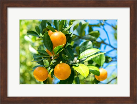 Framed Florida Orange Tree Print