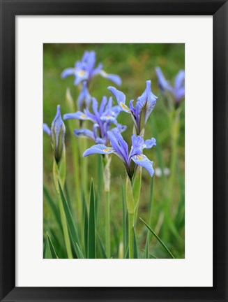 Framed Rocky Mountain Iris Print