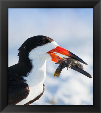 Framed Black Skimmer With Food, Gulf Of Mexico, Florida Print