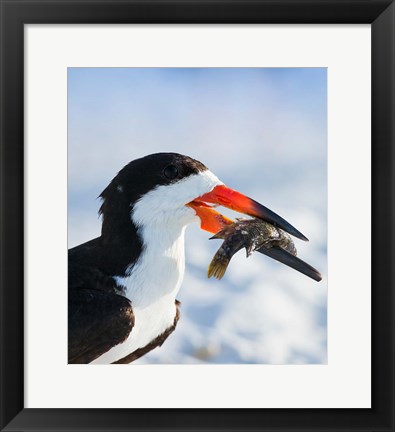 Framed Black Skimmer With Food, Gulf Of Mexico, Florida Print