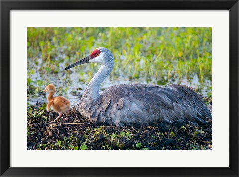 Framed Sandhill Crane On Nest With First Colt Print