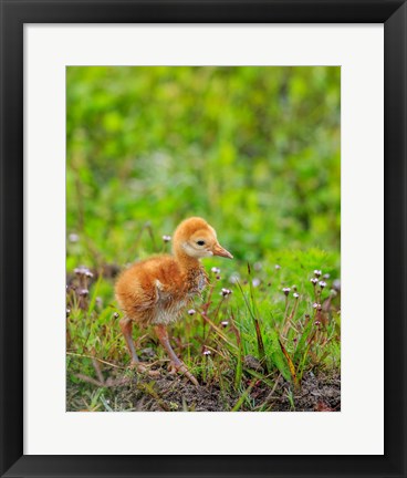 Framed Sandhill Crane Colt Out Foraging, Florida Print