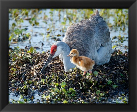 Framed Sandhill Crane Waiting On Second Egg To Hatch, Florida Print