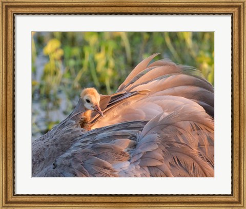 Framed Sandhill Crane On Nest With Baby On Back, Florida Print