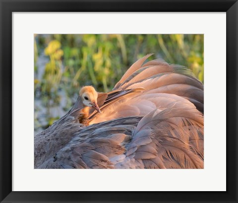 Framed Sandhill Crane On Nest With Baby On Back, Florida Print