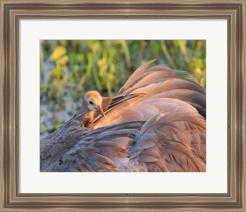 Framed Sandhill Crane On Nest With Baby On Back, Florida Print