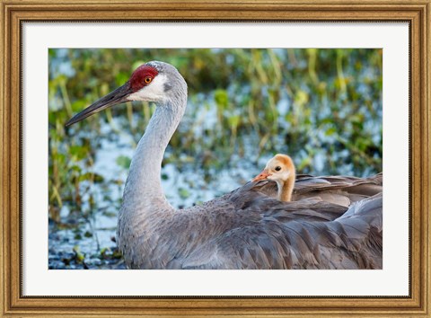 Framed Baby Sandhill Crane On Mother&#39;s Back, Florida Print