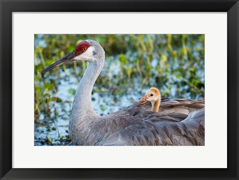 Framed Baby Sandhill Crane On Mother&#39;s Back, Florida Print