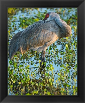 Framed Sandhill Crane Resting, Grus Canadensis, Florida Print