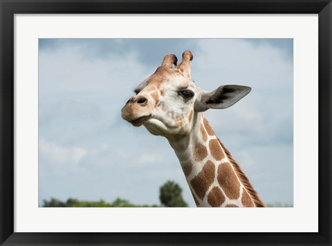 Framed Close-Up Of Giraffe Against A Cloudy Sky Print