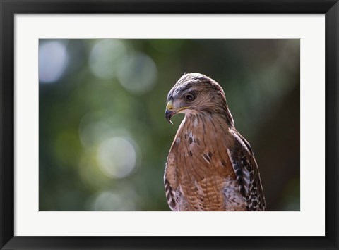 Framed Portrait Of A Perched Hawk Print