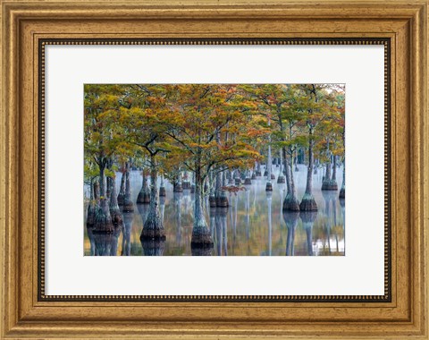 Framed Pond Cyprus At  George L Smith State Park, Georgia Print