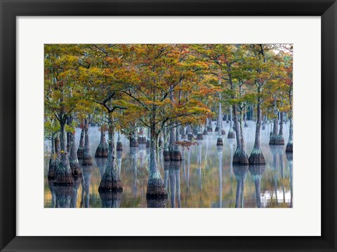 Framed Pond Cyprus At  George L Smith State Park, Georgia Print