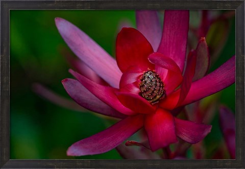 Framed Hawaiian Wildflower Protea Print