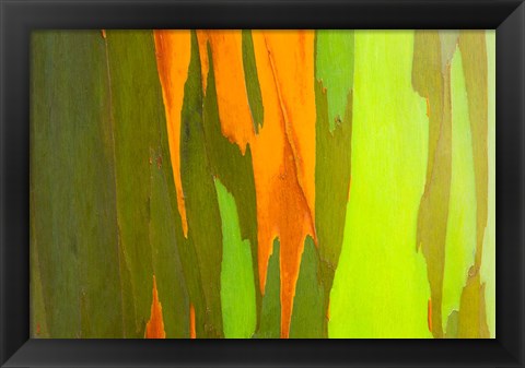 Framed Rainbow Eucalyptus Bark, Hawaii Print