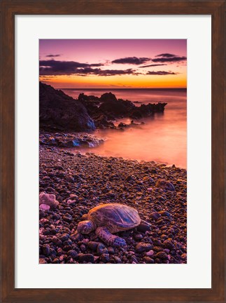 Framed Hawaiian Green Sea Turtle On A Lava Beach At Sunset, Hawaii Print