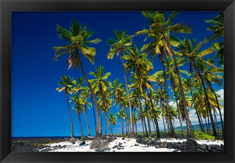 Framed Coconut Palms At Pu&#39;uhonua O Honaunau National Historic Park, Hawaii Print