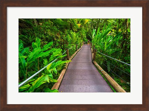 Framed Trail At The Hawaii Tropical Botanical Garden Print