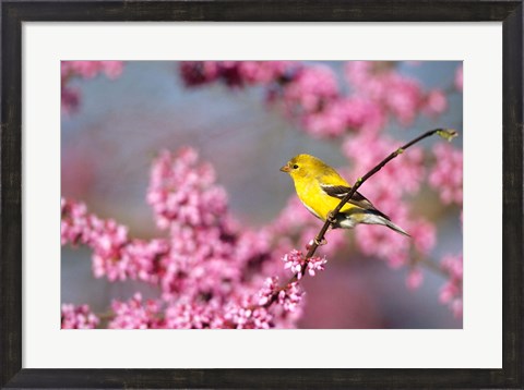 Framed American Goldfinch In Eastern Redbud, Marion, IL Print