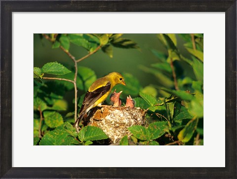 Framed American Goldfinch With Nestlings At Nest, Marion, IL Print