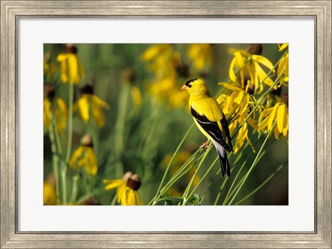 Framed American Goldfinch On Gray-Headed Coneflowers, Marion, IL Print