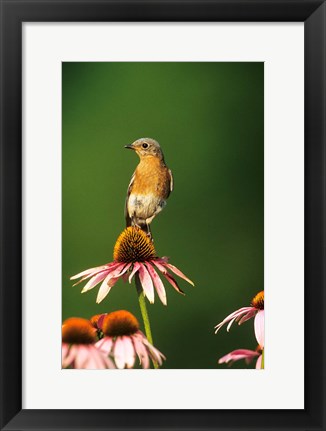 Framed Eastern Bluebird On Purple Coneflowers, Marion, IL Print