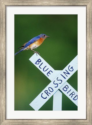 Framed Eastern Bluebird On Crossing Sign, Marion, IL Print